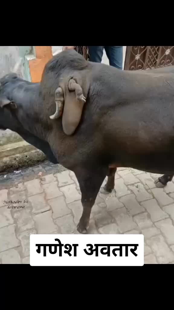 @Ankit Thakur