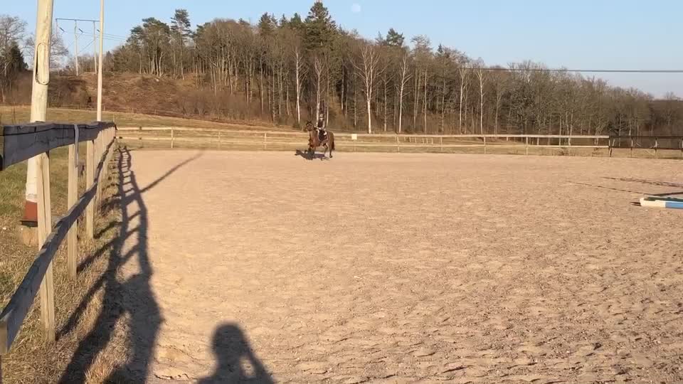 @•Equestrians•