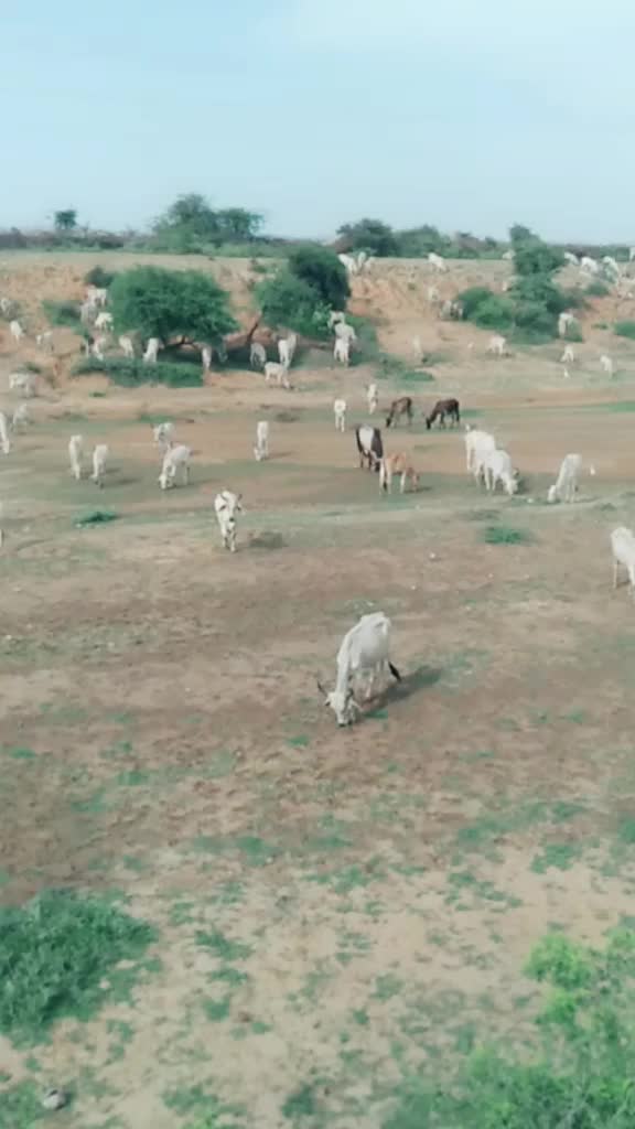@સુરેશ. સૉઢા