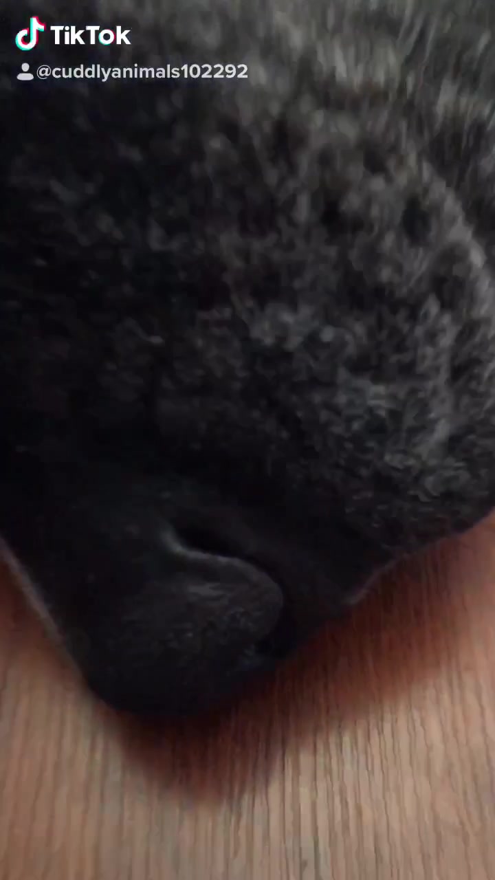 @cuddlyanimals1022