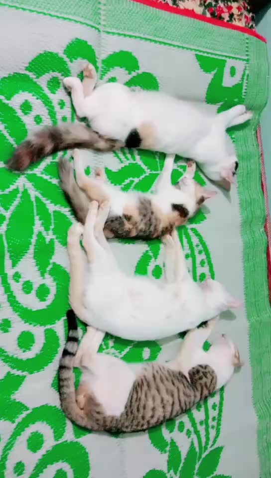 @Ragesharanmula