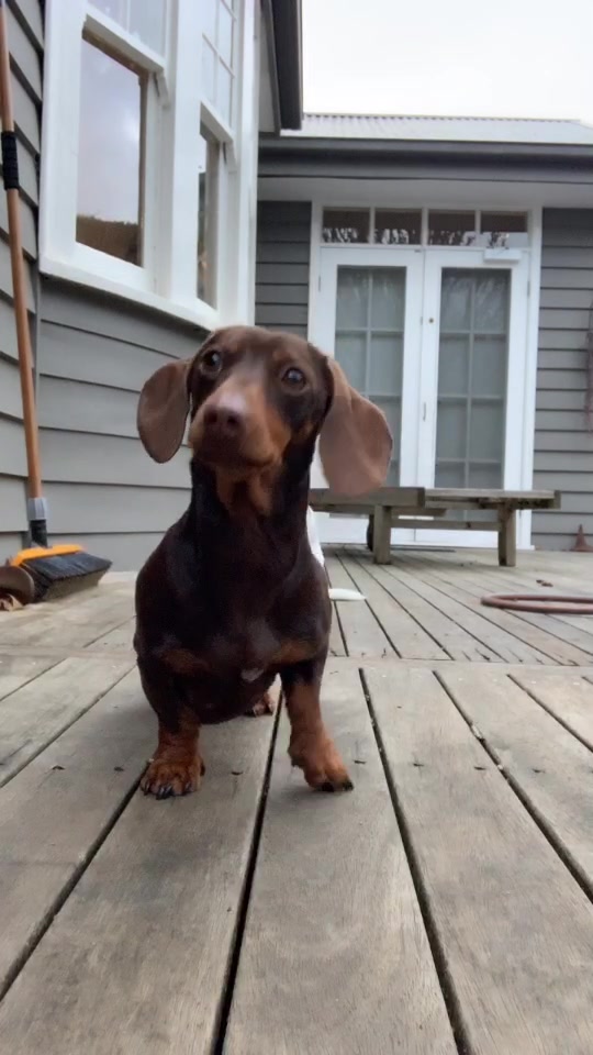 @Pip The Sausage 🤍