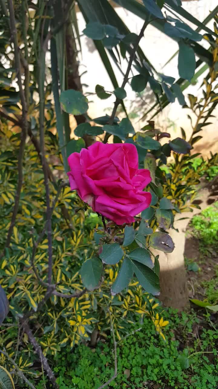 @go&eacute;land.dz