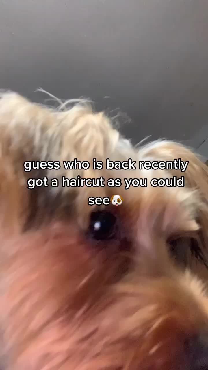 @tedtheyorkie