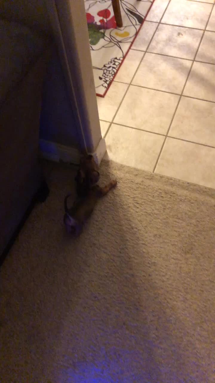 @Baby doxie