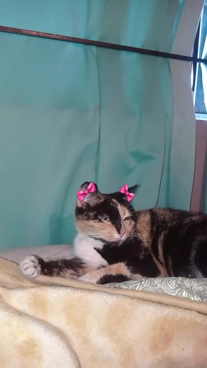 @kittylover