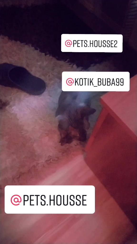 @котик Буба