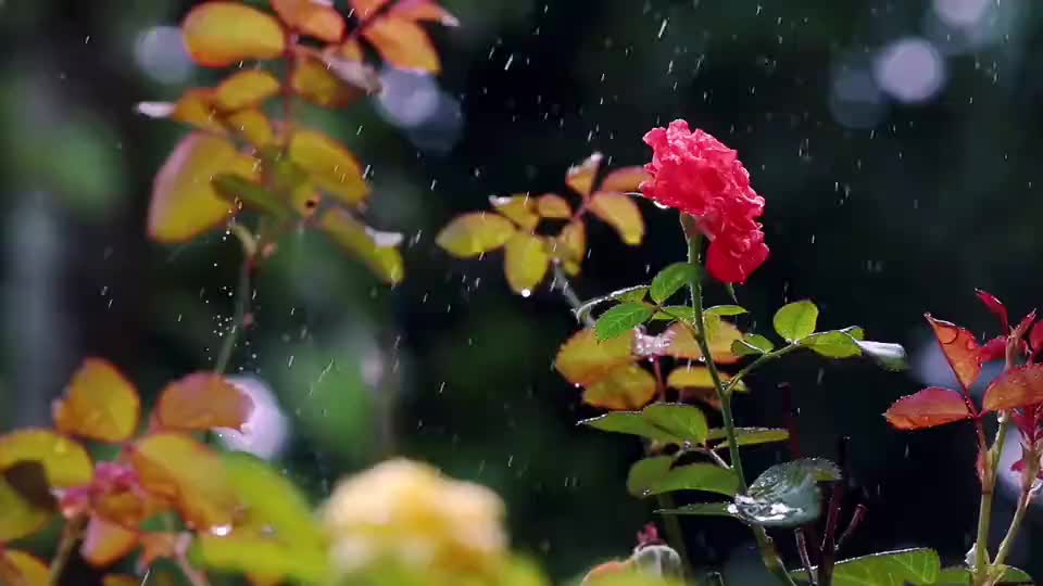@k.s.n.swamy