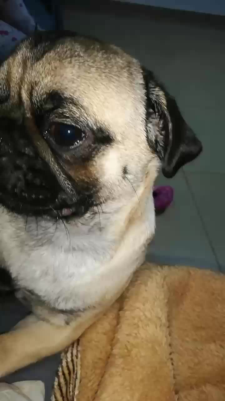 @Norka Elizabeth The Pug