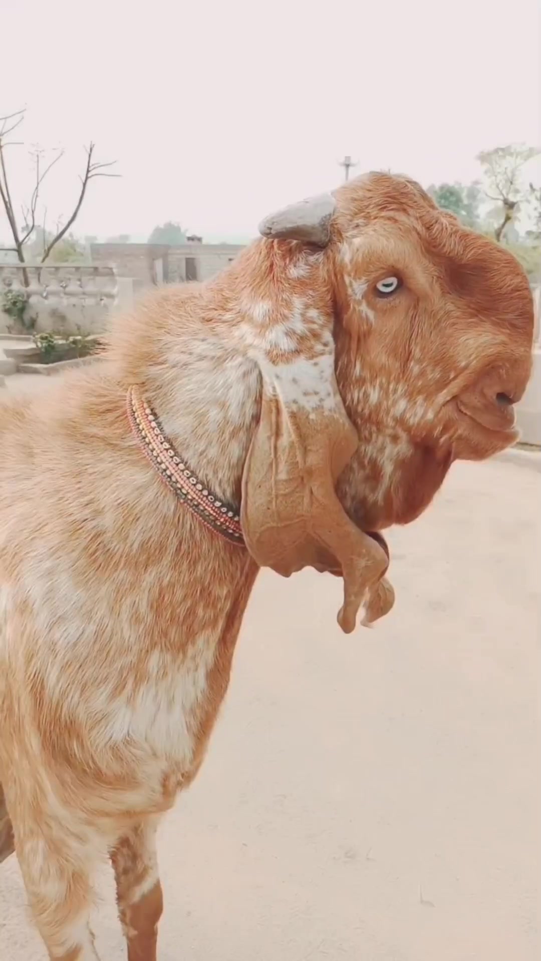 @《SIDHU}{GOAT}{FARM》