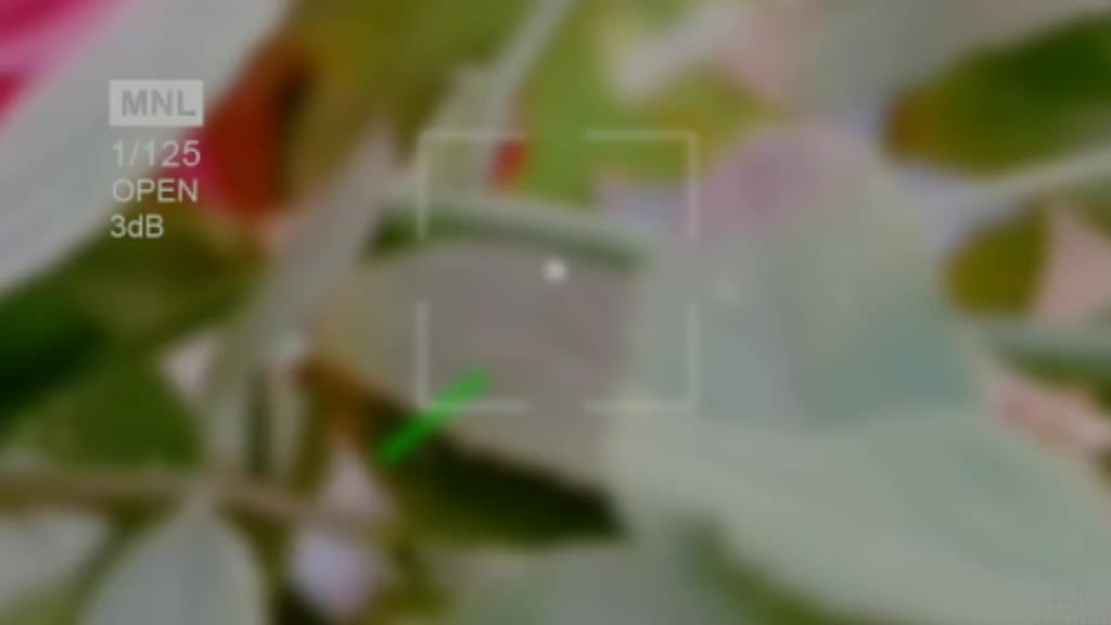 @kalahandia_pila