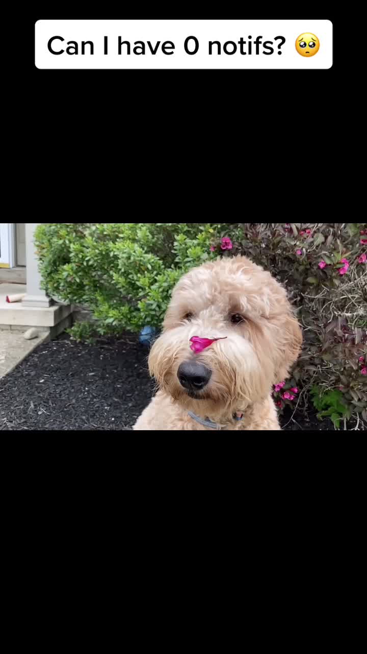 @indie.doodle