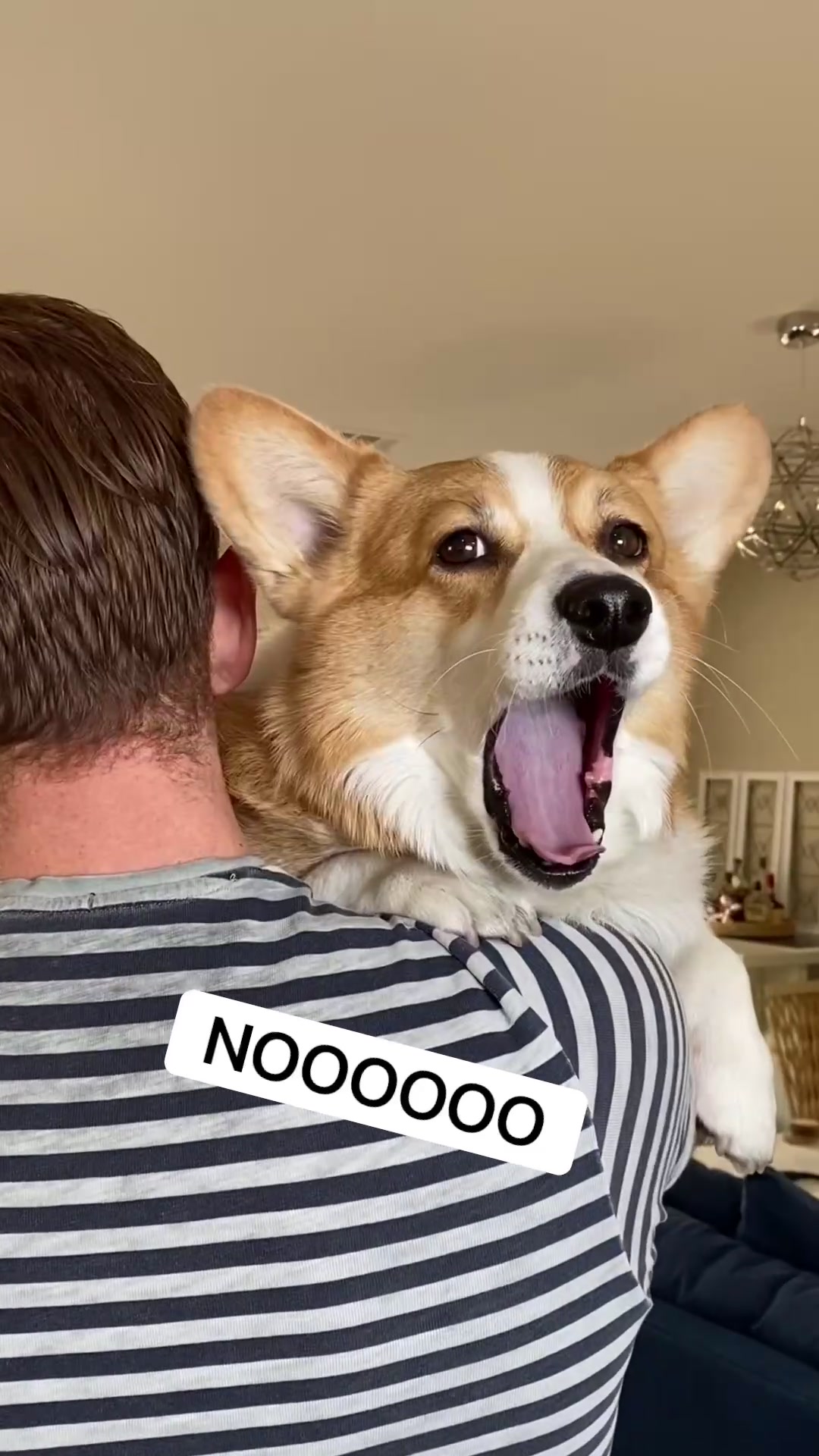 @Hammy & Olivia Corgi
