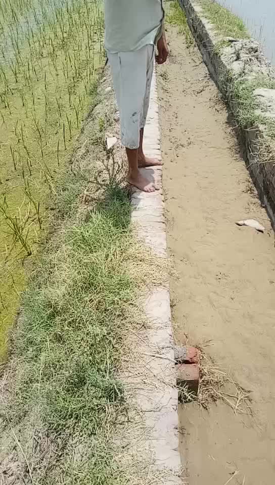 @dasi jamidar
