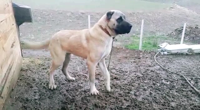 @Hello Bozkır