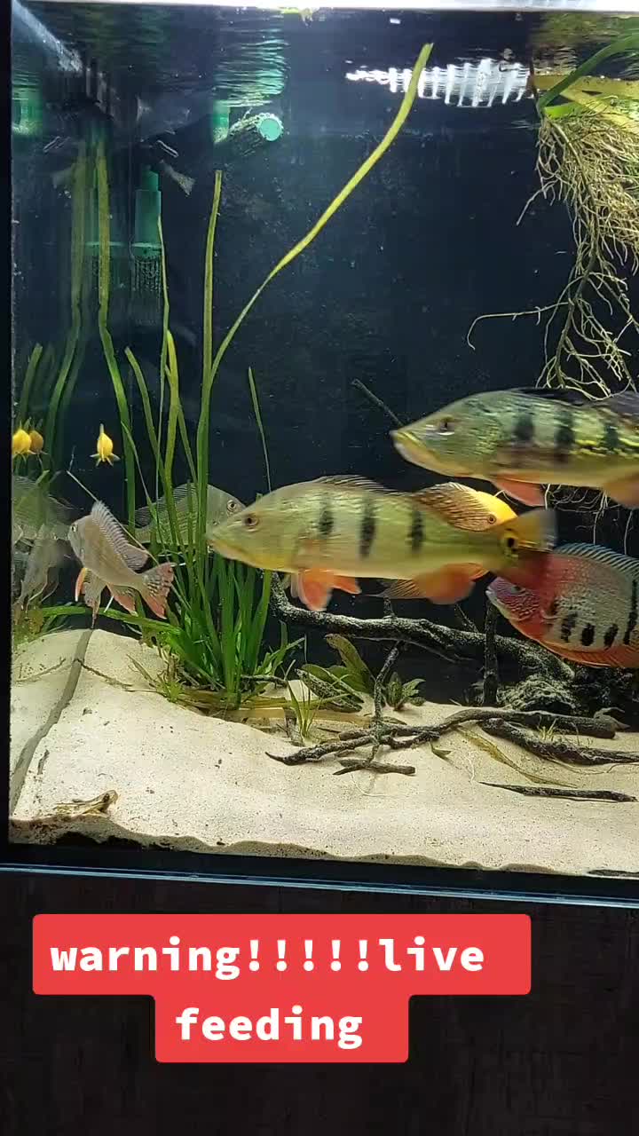 @South american cichlid