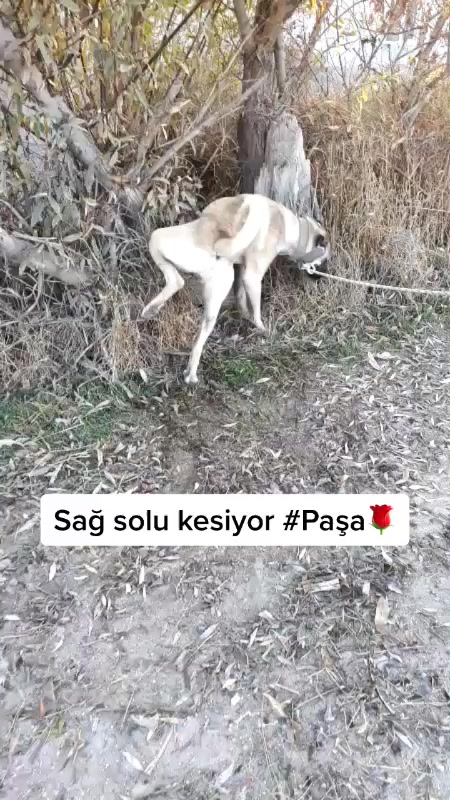 @Eray Sarıçiçek