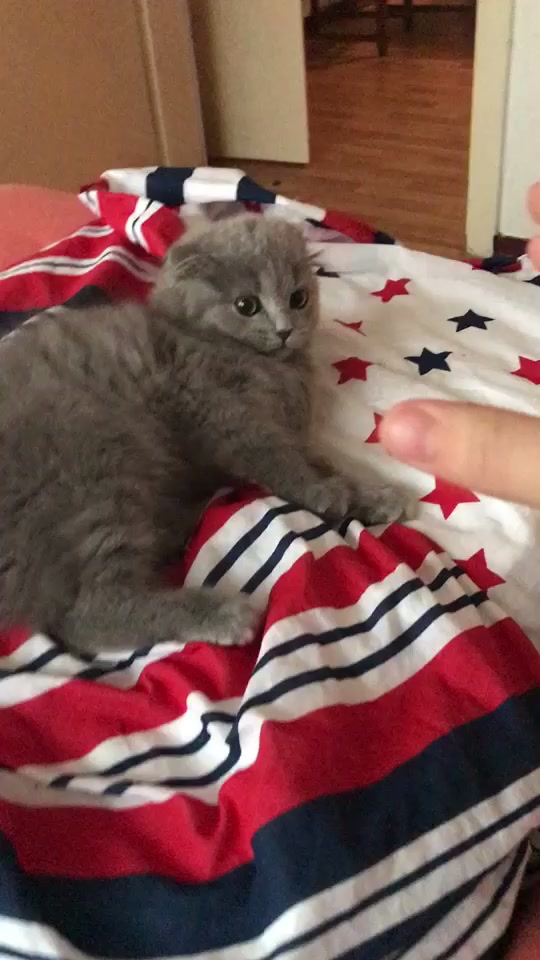 @Lili🐱❤️
