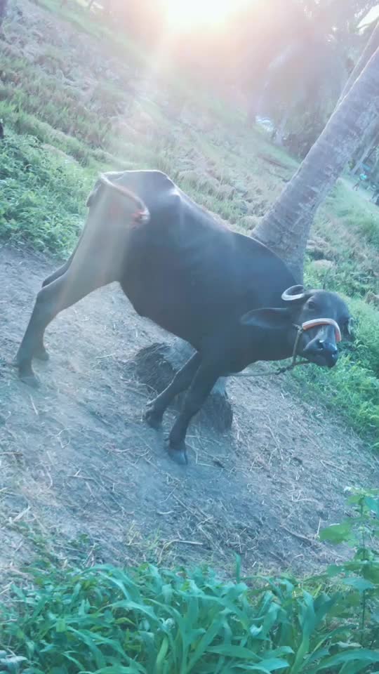 @Abhi Ram