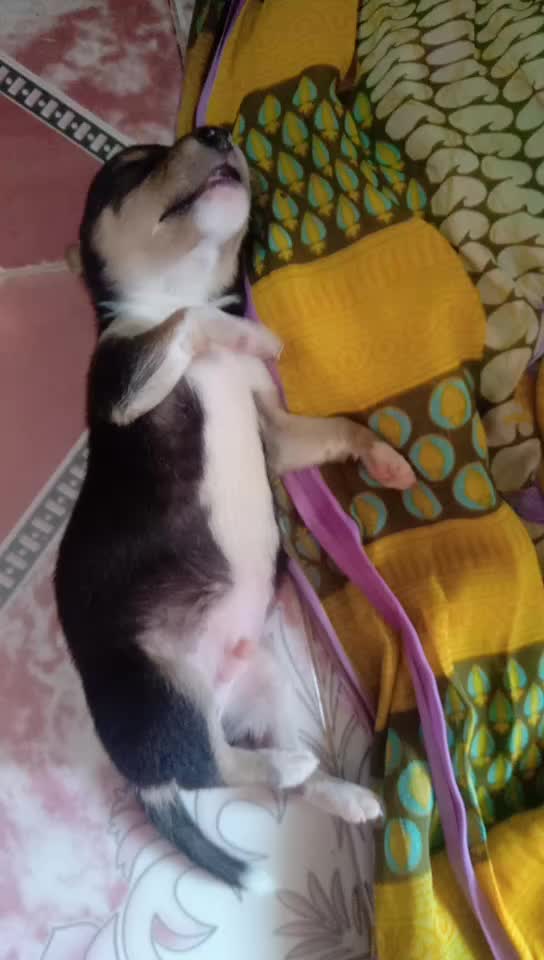 @call_me_rowdy_ponnu