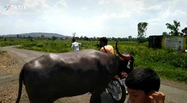 @jinnas bahu umap