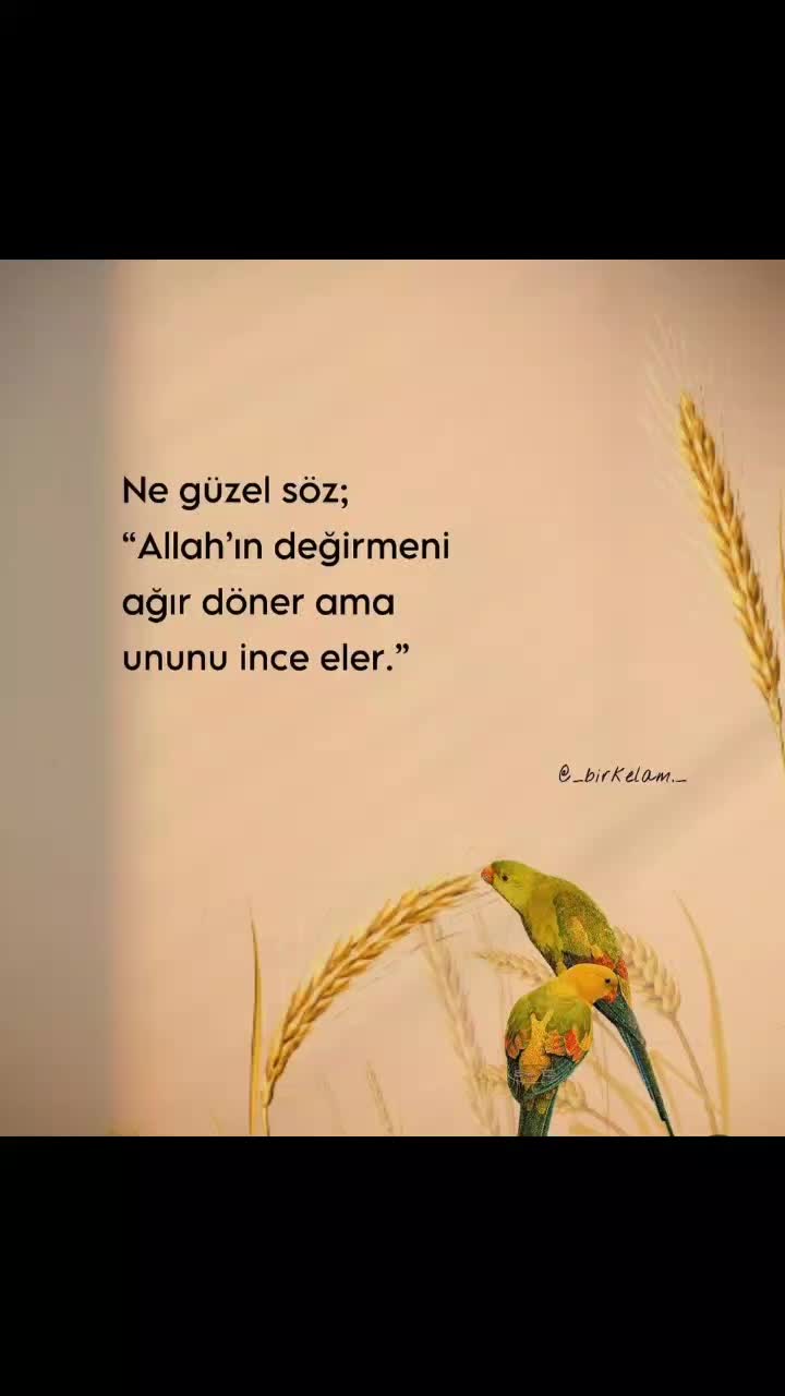 @hevidar01
