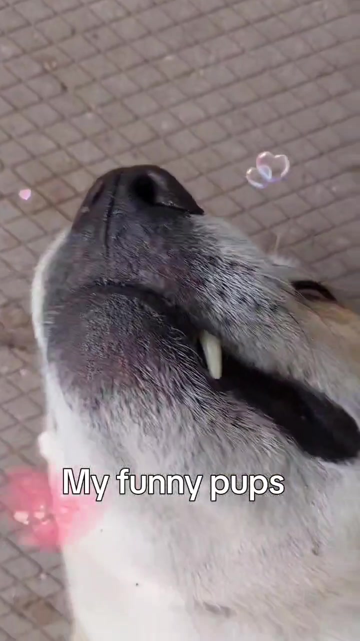 @Thesepupsthough