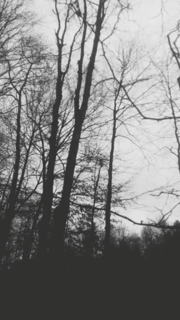 @aesthetic panda