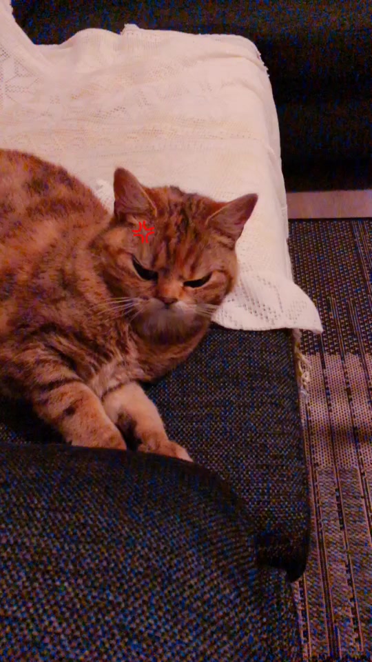 @Kitty02 🐈 🇳🇴