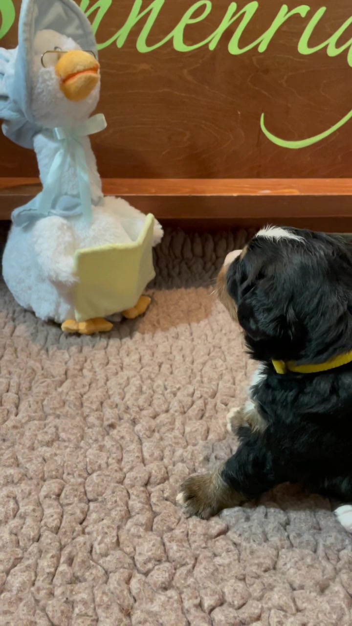 @SennenridgeBernese