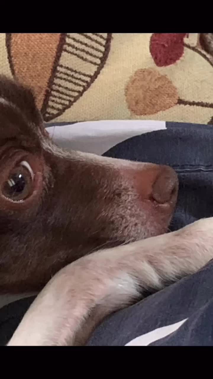 @DOGMasterHarley