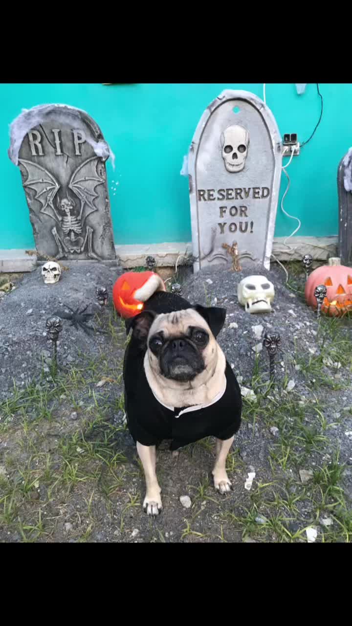 @En Memoria de Ninna Pug