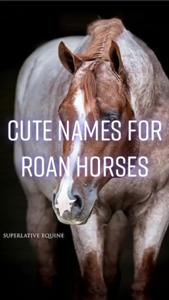 @Horse Editz!