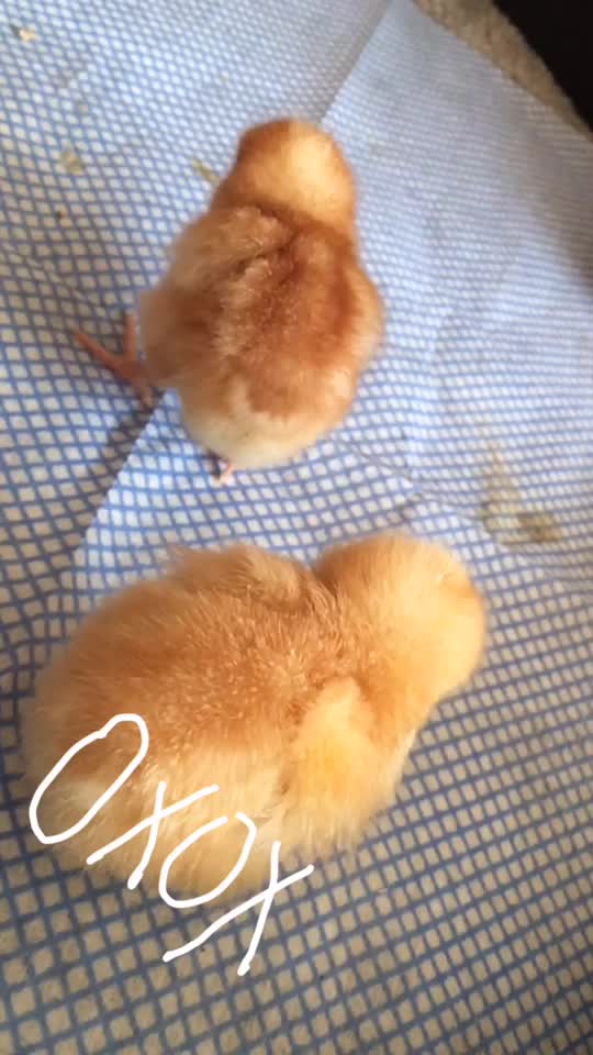 @ƠƇЄƛƝ