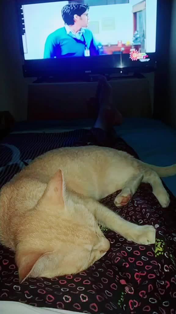 @കുഞ്ഞി..🐈