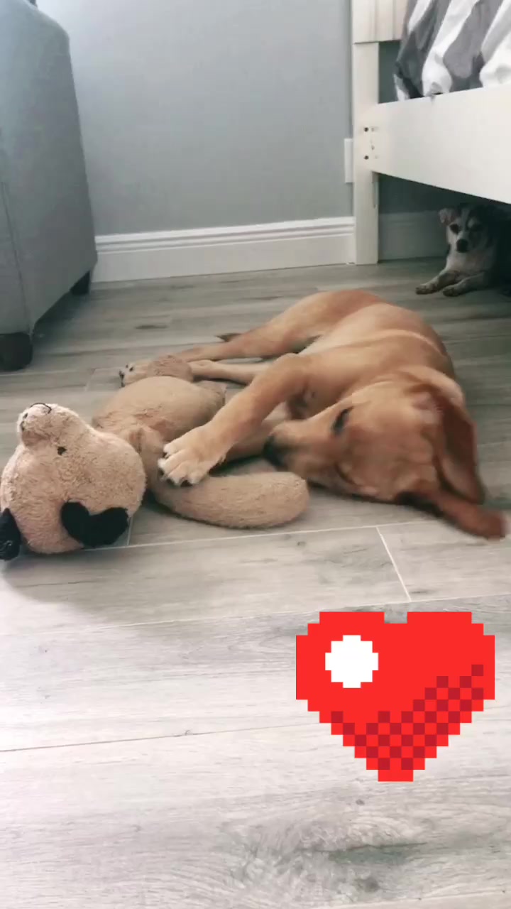 @Xena the dog