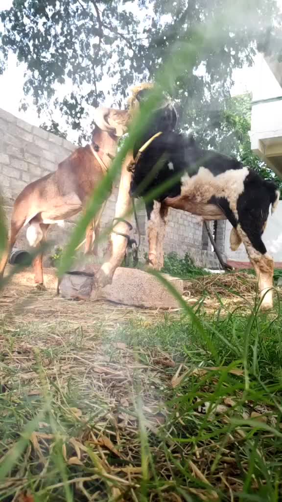 @hayathnagar nikhil dio