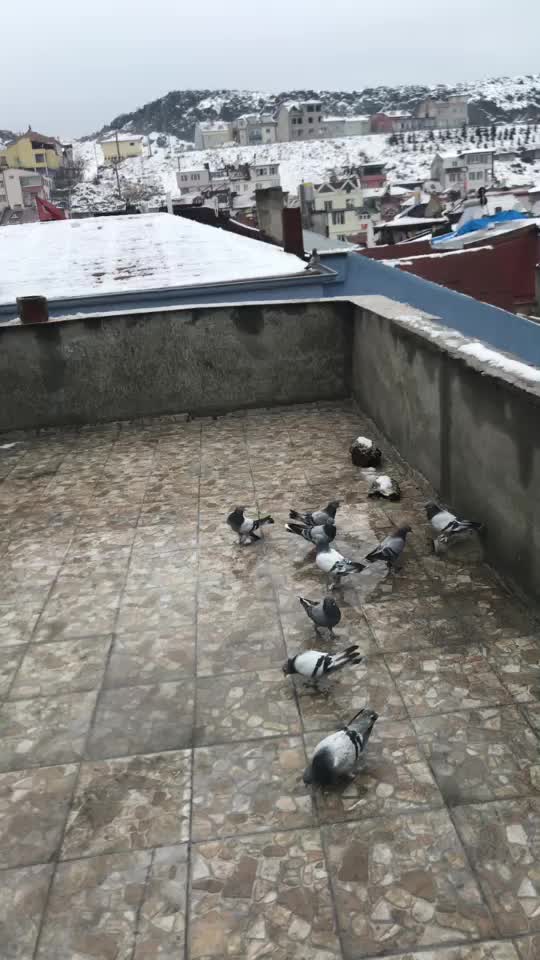 @murat.hatake
