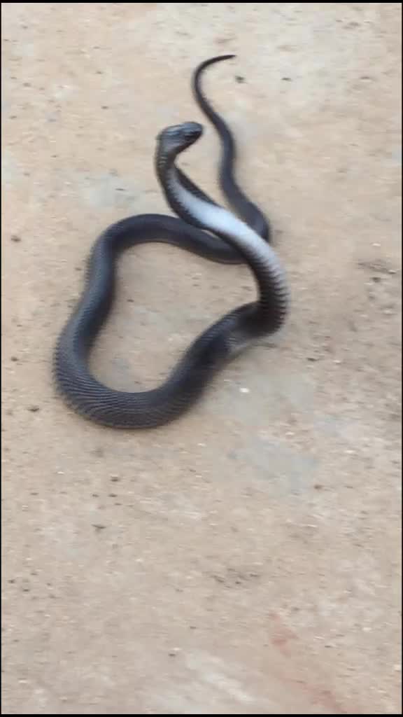 @મહાકાળી નો લાડકવાયો