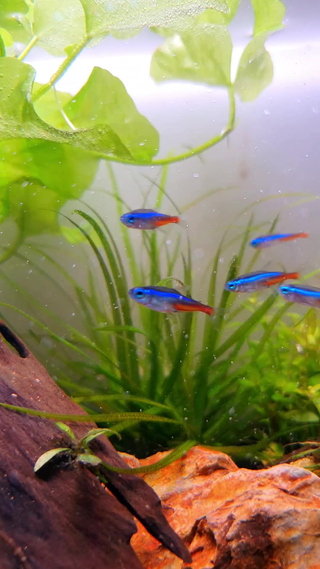 @Ace Aquascape