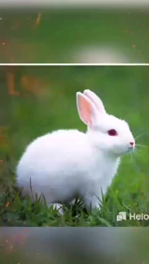 @@ Urz-Loyal-Appu