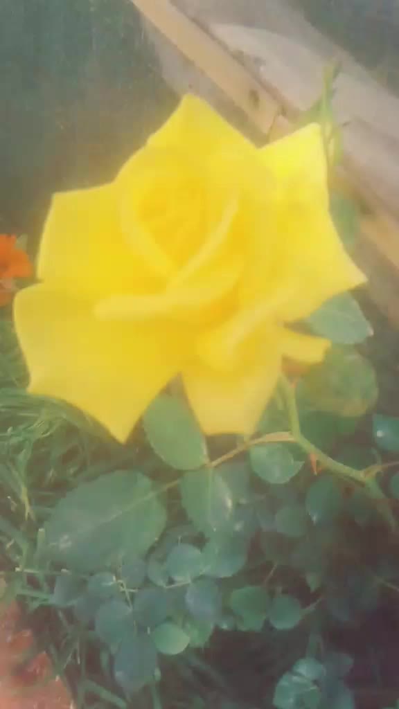 @ุฒูุฑุฉ๐ผ๐ป