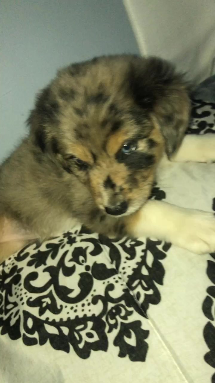 @Kira_the_puppy