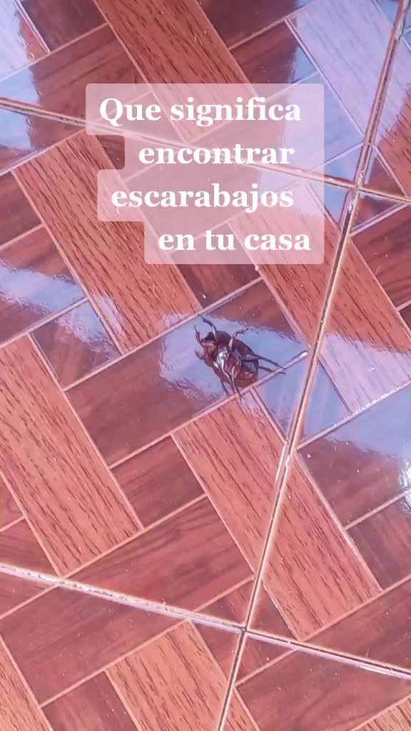 @librancy