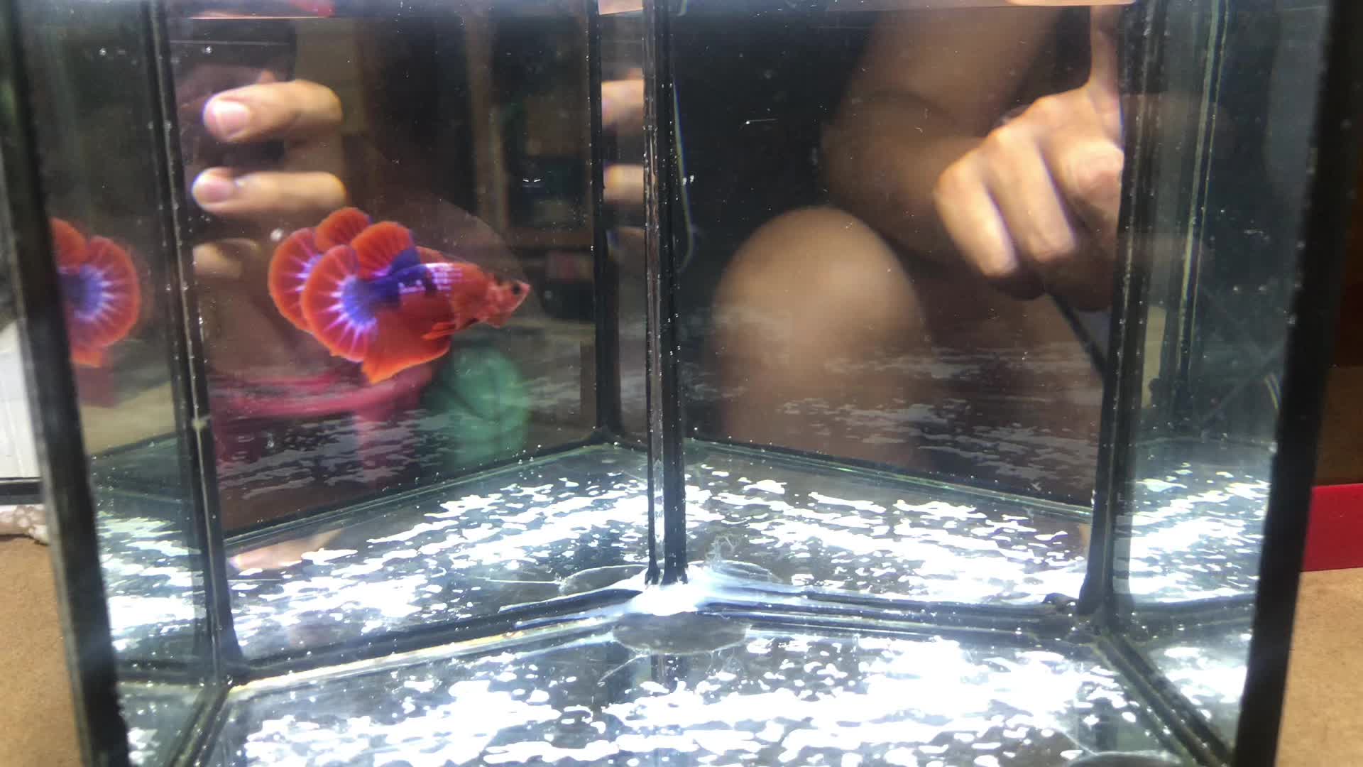 @The Betta-Buddy Shop