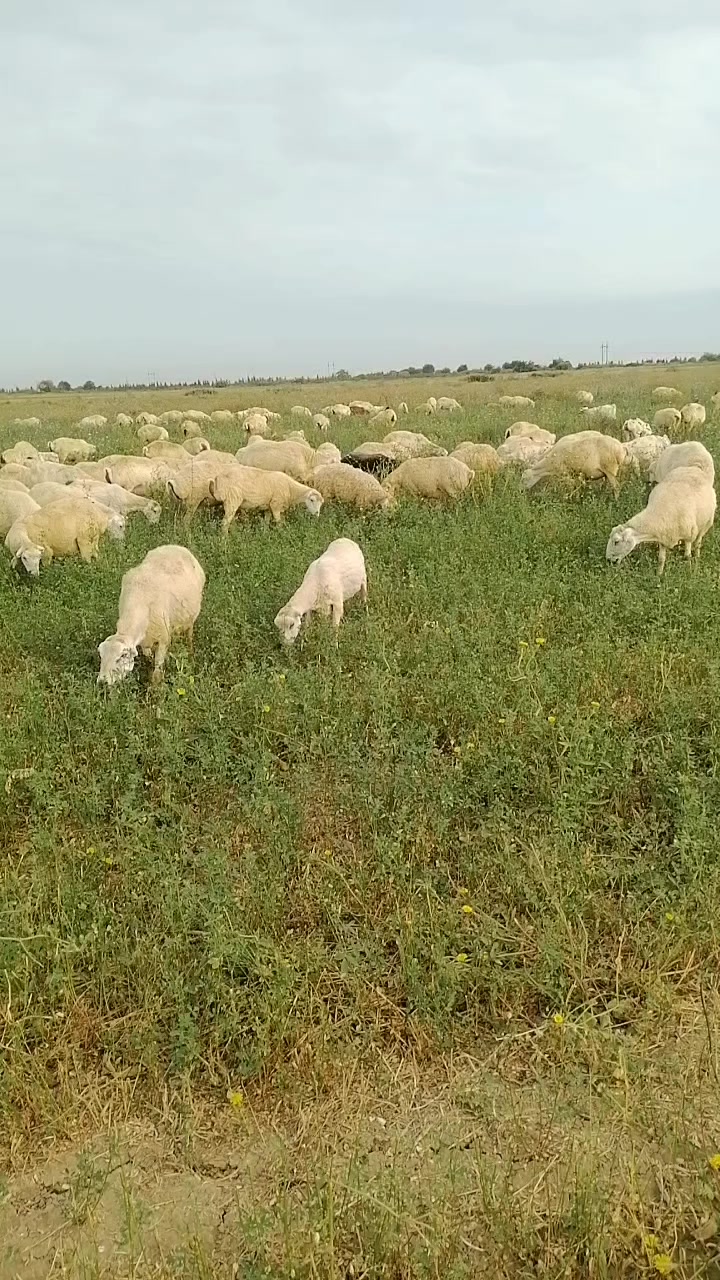 @Elşad.264