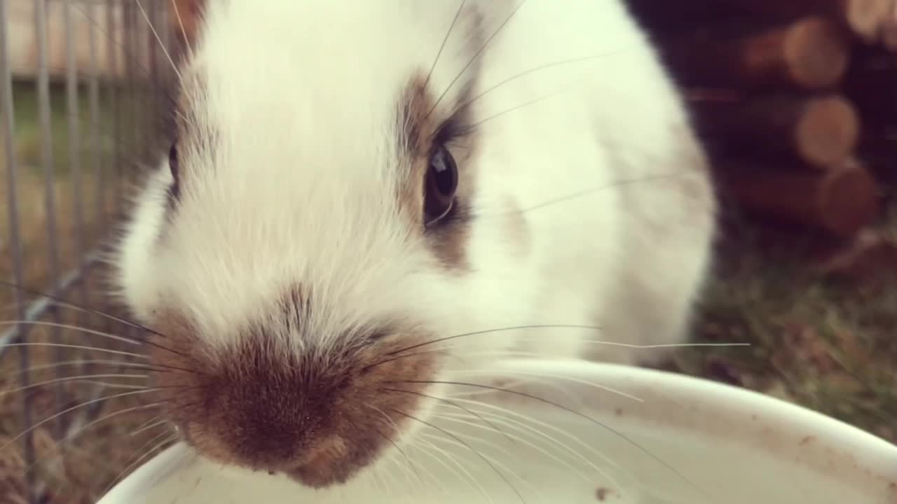 @🐾