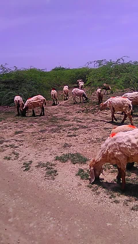 @sagar rabari