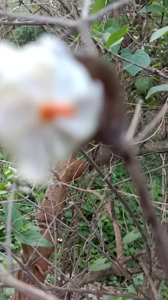 @🌴ರಾಣಿಗಿರಿ ರೈತ 🌴