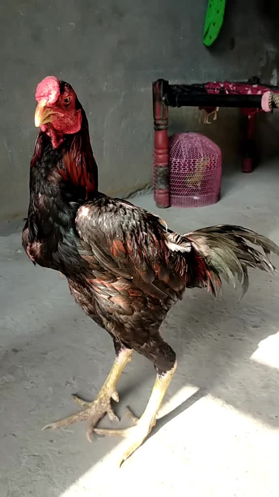 @Tera Raj